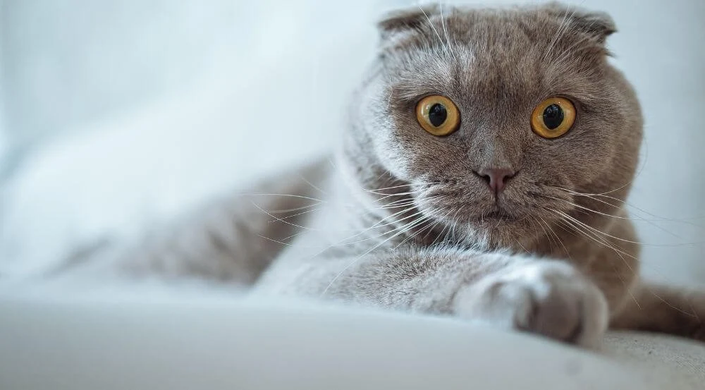 غذای خانگی برای گربه اسکاتیش