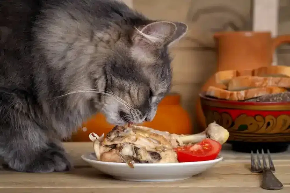 غذای خانگی برای گربه 
