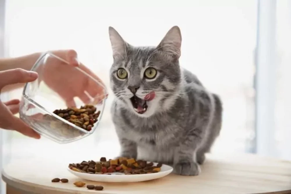 غذاس خشک یا خانگی برای گربه 