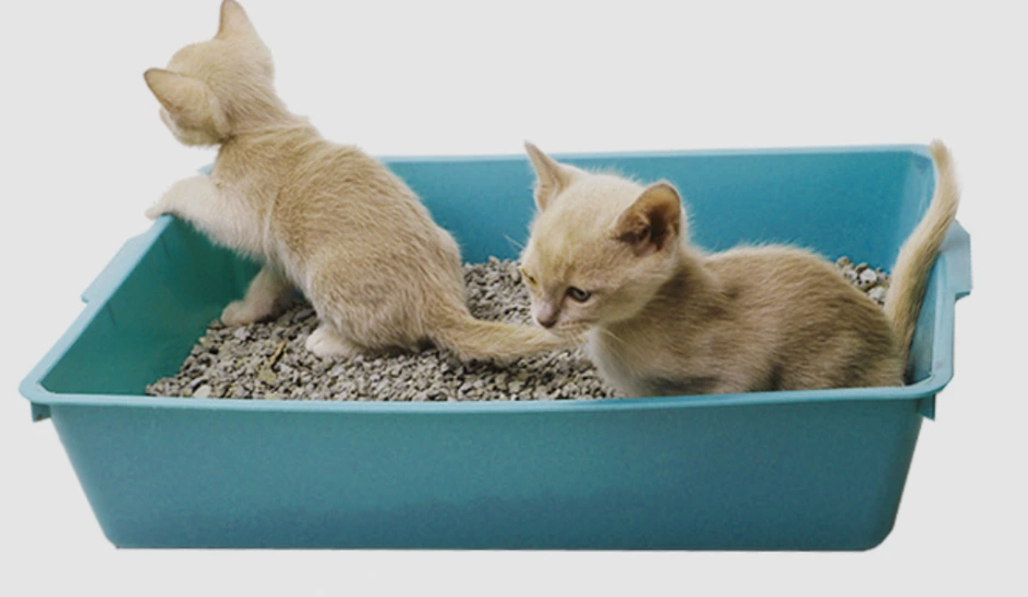 ویژگی های بهترین خاک گربه