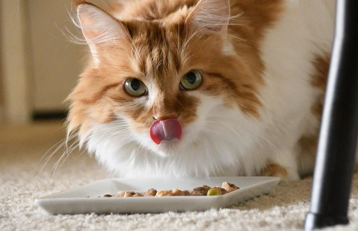 طرز تهیه پودینگ گربه