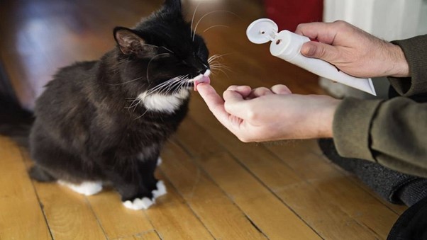 خمیر مالت گربه 