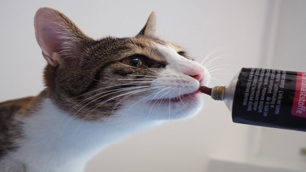 خمیر مالت برای گربه 